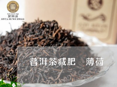 普洱茶减肥 薄荷/2023031514157